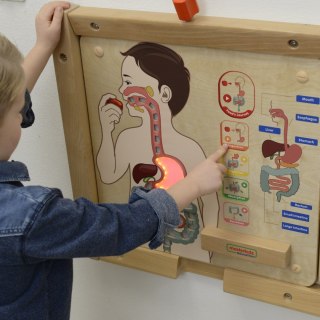 Masterkidz Tablica Edukacyjna Układ Trawienny Montessori